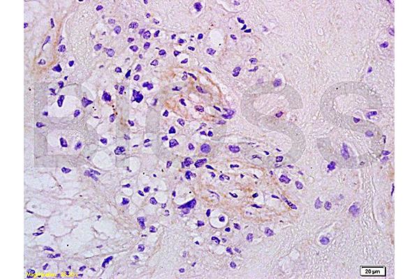 MFSD2A antibody  (AA 331-430)