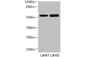 Western blot All lanes: CHRNE antibody at 1. (CHRNE antibody  (AA 21-239))
