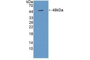 Western blot analysis of recombinant Mouse TUFT. (TUFT1 antibody  (AA 1-390))