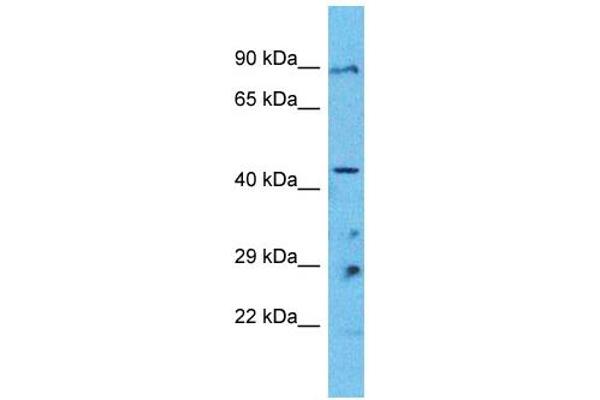 PANX1 antibody  (Middle Region)