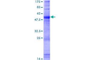 OR1A1 Protein (AA 1-309) (GST tag)