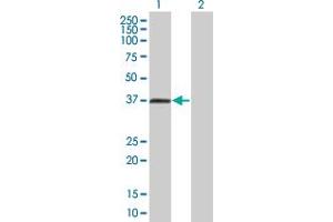 Lane 1: EDG3 transfected lysate ( 42. (EDG3 293T Cell Transient Overexpression Lysate(Denatured))