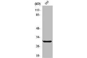 Western Blot analysis of HT29 cells using ABCC13 Polyclonal Antibody (ABCC13 antibody  (Internal Region))