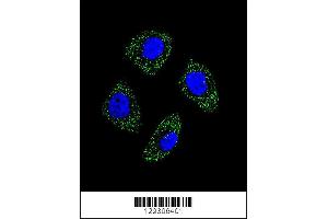 Confocal immunofluorescent analysis of EDN1 Antibody with A549 cell followed by Alexa Fluor 488-conjugated goat anti-rabbit lgG (green). (Endothelin 1 antibody  (AA 111-138))