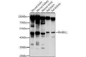 Western blot analysis of extracts of various cell lines, using RHBDL1 antibody (ABIN7269979) at 1:1000 dilution.