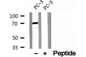 Western blot analysis of extracts of PC-3 cells, using ENOX2 antibody. (ENOX2 antibody  (N-Term))