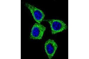 Confocal immunofluorescent analysis of BCL3 Antibody (Center) (Cat#AP50358PU-N) with Hela cell followed by Alexa Fluor 488-conjugated goat anti-rabbit lgG (green). (BCL3 antibody  (Middle Region))
