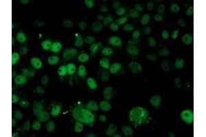 Immunofluorescence (IF) image for anti-Histidyl-tRNA Synthetase 2, Mitochondrial (Putative) (HARS2) antibody (ABIN1498582) (HARS2 antibody)