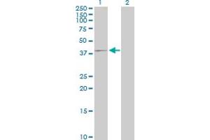 Western Blot analysis of IQCD expression in transfected 293T cell line by IQCD MaxPab polyclonal antibody. (IQCD antibody  (AA 1-347))