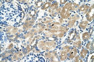Image no. 1 for anti-Transmembrane 9 Superfamily Member 1 (TM9SF1) (AA 201-250) antibody (ABIN205056) (TM9SF1 antibody  (AA 201-250))