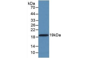 Detection of Recombinant CYPA, Human using Monoclonal Antibody to Cyclophilin A (CYPA) (PPIA antibody  (AA 2-165))