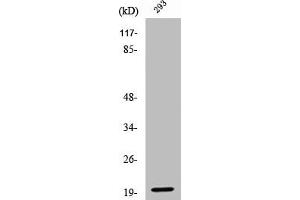 Western Blot analysis of 293 cells using Cleaved-Ephrin-A2 (N188) Polyclonal Antibody