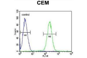 5HT3E Antibody (Center) flow cytometric analysis of CEM cells (right histogram) compared to a negative control cell (left histogram). (HTR3E antibody  (Middle Region))