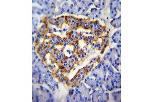 CUZD1 Antibody (C-term) (ABIN655091 and ABIN2844724) immunohistochemistry analysis in formalin fixed and paraffin embedded human pancrease tissue followed by peroxidase conjugation of the secondary antibody and DAB staining. (CUZD1 antibody  (C-Term))