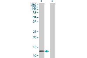 Western Blot analysis of HBZ expression in transfected 293T cell line by HBZ MaxPab polyclonal antibody. (HBZ antibody  (AA 1-142))