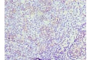 Immunohistochemistry of paraffin-embedded human tonsil tissue using ABIN7150623 at dilution of 1:100 (Mre11 antibody  (AA 1-205))
