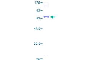 TEAD4 Protein (AA 1-361) (GST tag)