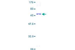 TEAD4 Protein (AA 1-361) (GST tag)