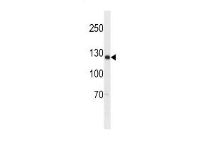 Western blot analysis in U-937 cell line lysates (35ug/lane). (SGOL2 antibody  (AA 391-419))