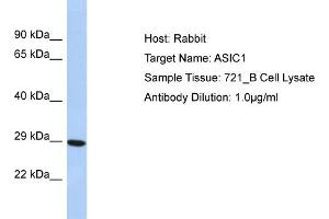 Host: Rabbit Target Name: ASIC1 Sample Type: 721_B Whole Cell lysates Antibody Dilution: 1.