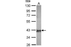 WB Image Sample (30 ug of whole cell lysate) A: A549 10% SDS PAGE antibody diluted at 1:10000