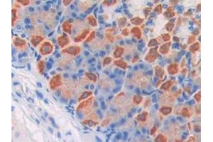 Detection of F5 in Mouse Stomach Tissue using Polyclonal Antibody to Coagulation Factor V (F5) (Coagulation Factor V antibody  (AA 1776-2028))