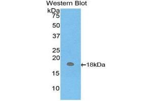 Western Blotting (WB) image for anti-Hemoglobin, mu (AA 13-141) antibody (ABIN1859127) (Hemoglobin, mu antibody  (AA 13-141))