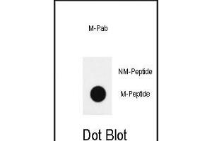 Dot blot analysis of anti-hH4-K20(Methyl 2) methylation-specific Pab (Cat. (HIST1H4A antibody  (2meLys20))