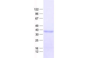 Validation with Western Blot (PAX4 Protein (His tag))