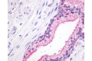 Anti-GPR27 antibody IHC of human prostate. (GPR27 antibody  (N-Term))