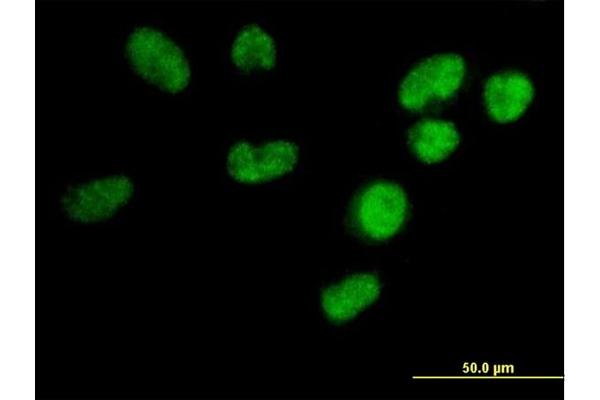 Splicing factor U2AF 26 kDa subunit (U2AF1L4) (AA 1-202) antibody