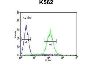 Flow cytometric analysis of K562 cells using P5F1B Antibody (C-term) Cat. (POU5F1B antibody  (C-Term))