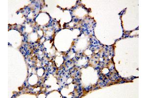 Anti-Aquaporin 5 antibody, IHC(P) IHC(P): Rat Lung Tissue Lysate (Aquaporin 5 antibody  (C-Term))