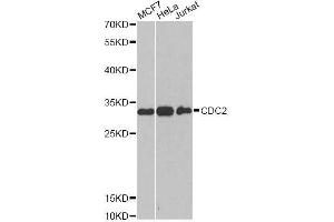 Western blot analysis of extracts of various cell lines, using CDK1 antibody. (CDK1 antibody  (AA 1-297))