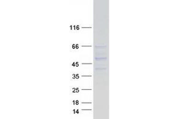 SASH3 Protein (Myc-DYKDDDDK Tag)