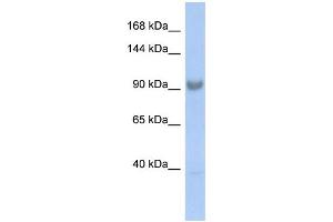 WB Suggested Anti-SART3 Antibody Titration:  0. (SART3 antibody  (Middle Region))