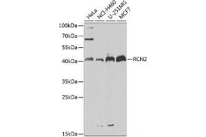 Western blot analysis of extracts of various cell lines using RCN2 Polyclonal Antibody at dilution of 1:1000. (RCN2 antibody)