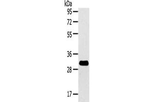 rala antibody