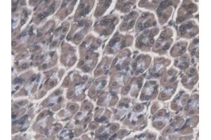 Detection of CTSF in Mouse Stomach Tissue using Polyclonal Antibody to Cathepsin F (CTSF) (Cathepsin F antibody  (AA 249-462))
