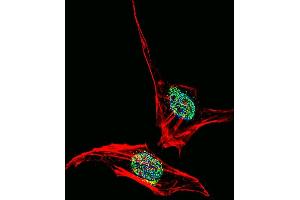 Fluorescent confocal image of Hela cell stained with EN2 Antibody (C-term) (ABIN391665 and ABIN2841574). (EN2 antibody  (C-Term))