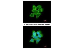 Immunofluorescence (IF) image for anti-Dihydrodiol Dehydrogenase (DDH) antibody (ABIN2856139)