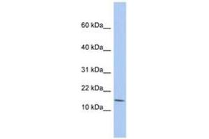 Image no. 1 for anti-BTG Family, Member 2 (BTG2) (N-Term) antibody (ABIN6742393) (BTG2 antibody  (N-Term))