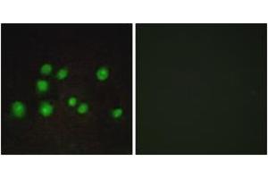 Immunofluorescence (IF) image for anti-Transcription Elongation Factor B Polypeptide 3B (Elongin A2) (TCEB3B) (AA 101-150) antibody (ABIN2889989) (TCEB3B antibody  (AA 101-150))