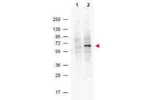 Western Blotting (WB) image for anti-Programmed Cell Death 4 (PDCD4) (pSer457) antibody (ABIN400797) (PDCD4 antibody  (pSer457))