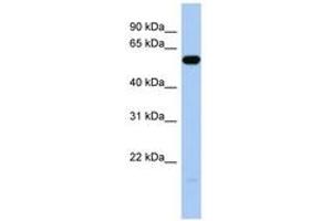 Image no. 1 for anti-Immunoglobulin-Like Domain Containing Receptor 1 (ILDR1) (C-Term) antibody (ABIN6743876)