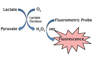 Lactate assay principle. (Lactate Assay Kit (Fluorometric))