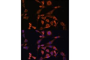 Immunofluorescence (IF) image for anti-Mitogen-Activated Protein Kinase Kinase 2 (MAP2K2) (AA 1-100) antibody (ABIN7268640)