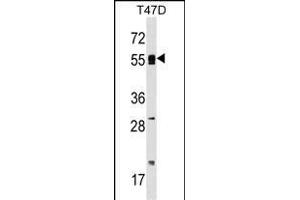 POLA2 Antibody (Center) (ABIN1538087 and ABIN2848932) western blot analysis in T47D cell line lysates (35 μg/lane). (POLA2 antibody  (AA 212-240))