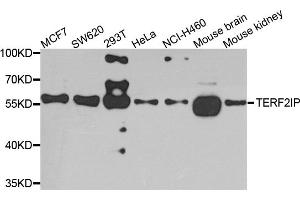 Western blot analysis of extracts of various cell lines, using TERF2IP antibody.