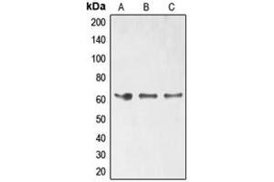 Western blot analysis of ELK1 (pS389) expression in HT29 (A), HeLa (B), Jurkat (C) whole cell lysates.